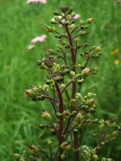 Water Figwort